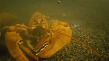 Watch: 'Ultra rare' orange lobster saved from grocery store freed in New York